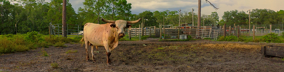 State of Rodeo State of Rodeo